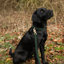 Benji and Flo Noble Suede Dog Lead - Green/Gold - 120cm