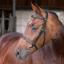 Shires Velociti LUSSO Elite Hunter Bridle - Black