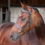 Shires Velociti LUSSO Elite Hunter Bridle - Havana