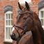 Shires Velociti LUSSO Opus 180M Padded Flash Bridle - Havana