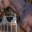 Shires Velociti LUSSO Elite Running Martingale - Black