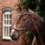 Shires Velociti LUSSO Opus 180M Ergonomic Flash Bridle - Black