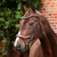 Shires Velociti LUSSO Opus 180M Ergonomic Flash Bridle - Havana