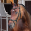 Shires Velociti LUSSO Elite Ergonomic Flash Bridle - Black