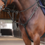 Shires Velociti LUSSO Elite Close Contact Breastplate - Black