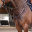 Shires Velociti LUSSO Elite Close Contact Breastplate - Havana
