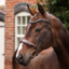 Shires Velociti LUSSO Opus 180M Dressage Cavesson Bridle - Havana