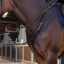 Shires Velociti LUSSO Elite Breastplate - Black
