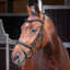 Shires Velociti LUSSO Elite Padded Raised Flash Bridle - Black