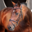 Shires Velociti LUSSO Elite Padded Raised Flash Bridle - Havana