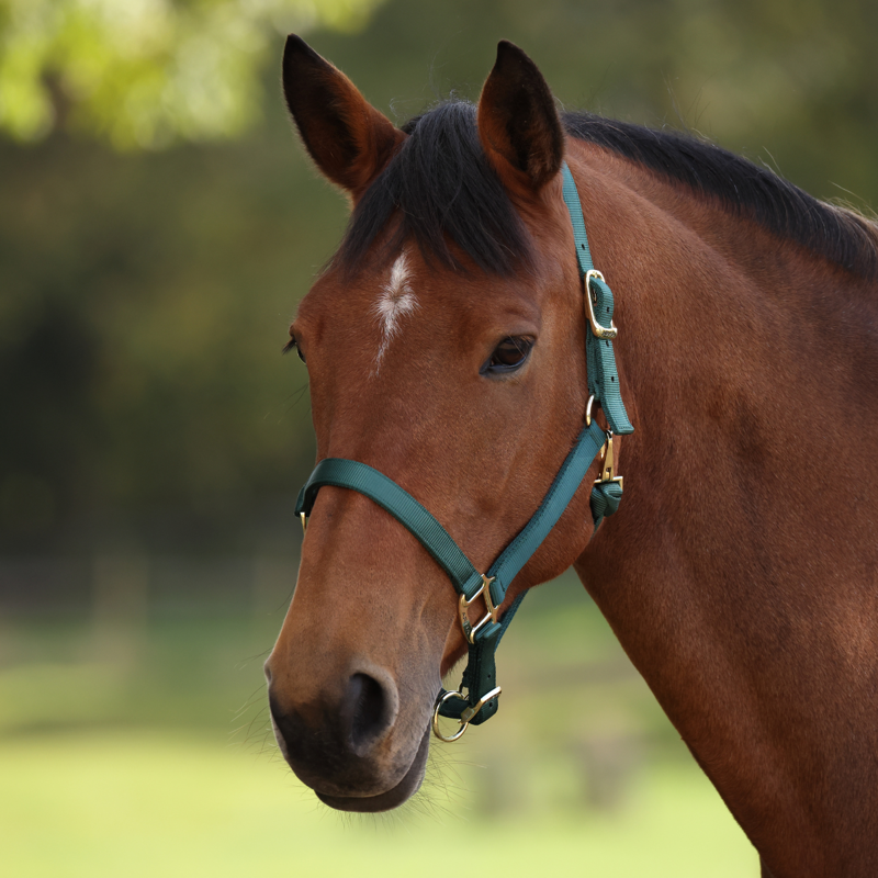 Shires ARMA Premium Adjustable Headcollar - Hunter-5