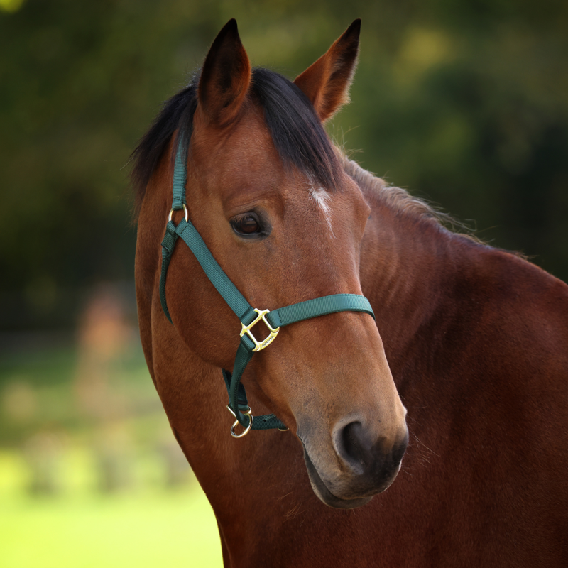 Shires ARMA Premium Adjustable Headcollar - Hunter-6