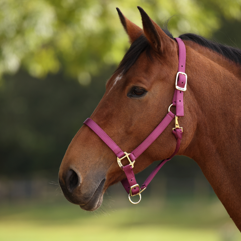 Shires ARMA Premium Adjustable Headcollar - Raspberry-6