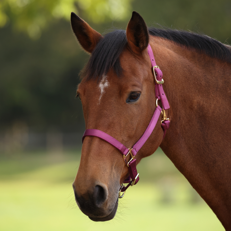 Shires ARMA Premium Adjustable Headcollar - Raspberry-7