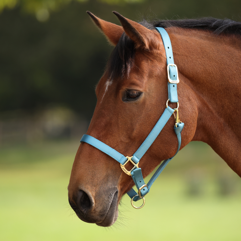Shires ARMA Premium Adjustable Headcollar - Teal-5
