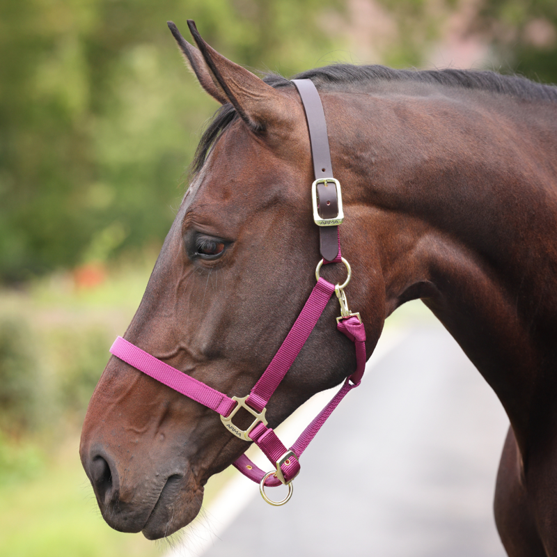 Shires ARMA Premium Adjustable FieldSafe Headcollar - Raspberry-6