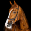 Horseware Micklem Competition Bridle - Dark Havana