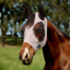 WeatherBeeta ComfiTec Deluxe Stretch Fly Mask with Ears - White/Burgundy Bit Print