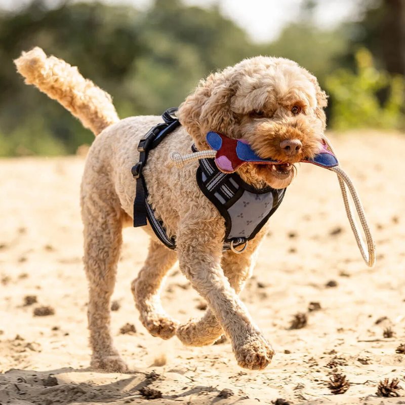 QHP Dog Toy Collection - Multi-1