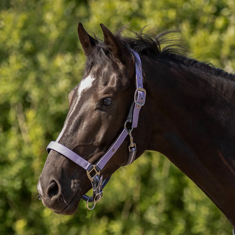 QHP Turnout Collection Headcollar and Leadrope Set - Lavender Haze-1