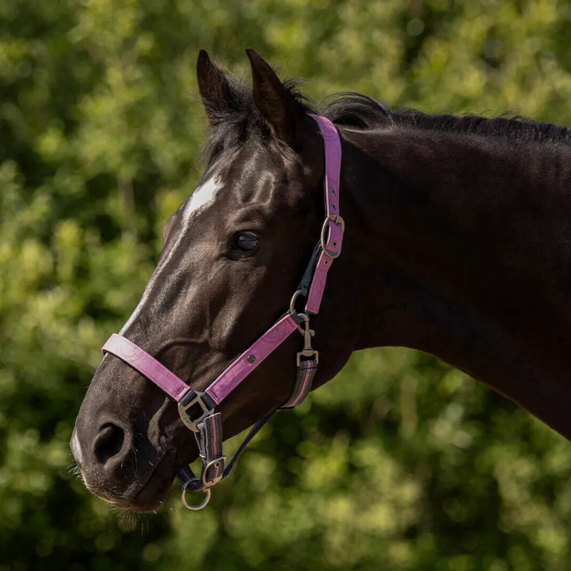 QHP Turnout Collection Headcollar and Leadrope Set - Cheery Pink-1