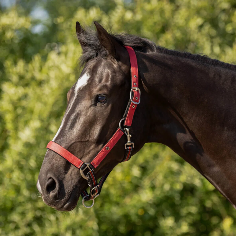 QHP Turnout Collection Headcollar and Leadrope Set - Sunset Red-1
