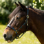 Gallop Diamond Padded Leather Headcollar - Navy/Burgundy