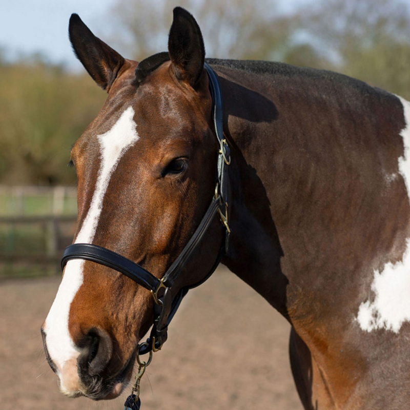 Gallop Premium Padded Leather Headcollar - Black