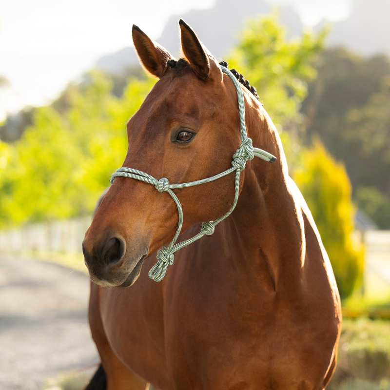 LeMieux Rope Halter - One Size - Macaron-1