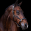 HV Polo Legacy Headcollar - Black