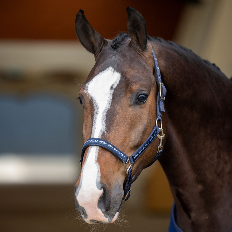 HV Polo Nena Headcollar - Navy-2