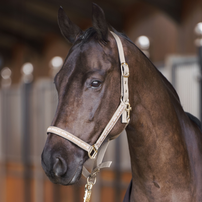 HV Polo Nena Headcollar - Pebble-1