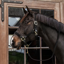 Kentucky Plaited Nylon Headcollar - Black