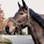 Kentucky Plaited Nylon Headcollar - Grey