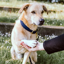 Kentucky Plaited Nylon Dog Collar - Navy