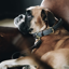 Kentucky Plaited Nylon Dog Collar - Grey