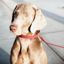 Kentucky Plaited Nylon Dog Collar - Bordeaux