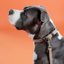 Kentucky Plaited Nylon Dog Collar - Beige