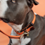 Kentucky Plaited Nylon Dog Collar - Orange