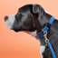 Kentucky Plaited Nylon Dog Collar - Light Blue