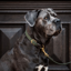 Kentucky Plaited Nylon Dog Collar - Olive Green