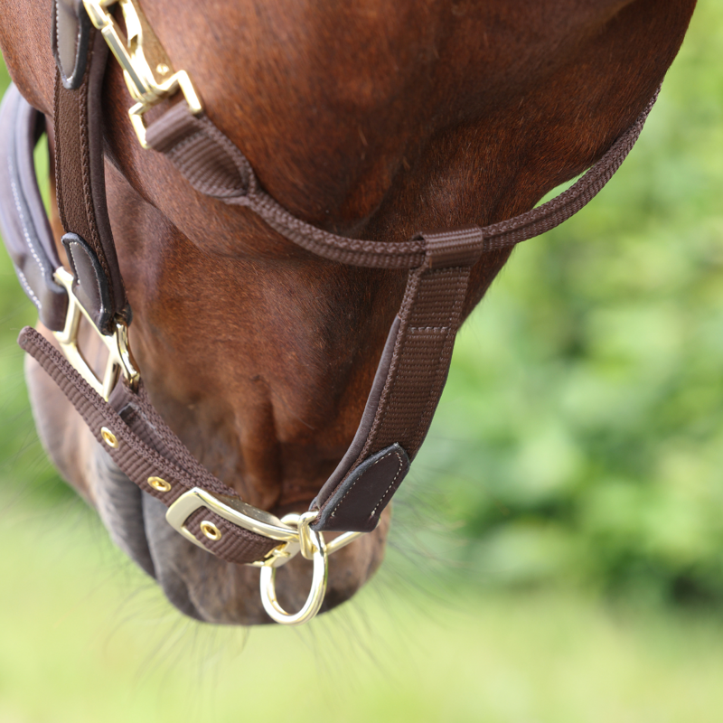 Shires Velociti Lusso Padded Leather Headcollar - Havana-3