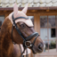 Kentucky Wellington 3D Logo Rope Fly Veil Full - Old Rose