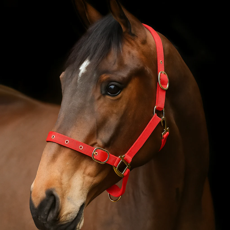 Equi-Sential Nylon Clip Headcollar - Red
