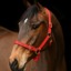 Equi-Sential Nylon Clip Headcollar - Red