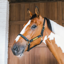 Kentucky Wellington Leather Halter - Black