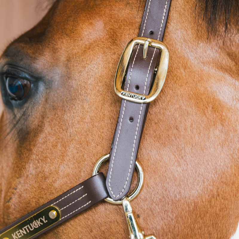 Kentucky Wellington Leather Halter - Brown-2