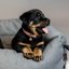 Kentucky Velvet Dog Collar - Old Rose