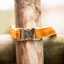 Kentucky Velvet Dog Collar - Mustard