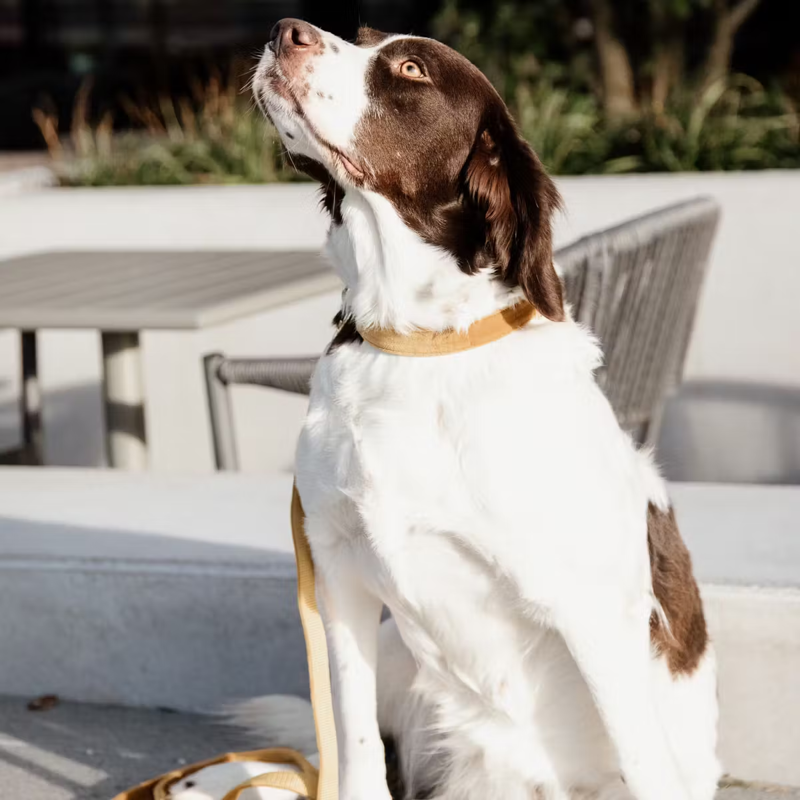 Kentucky Velvet Dog Collar - Mustard-1